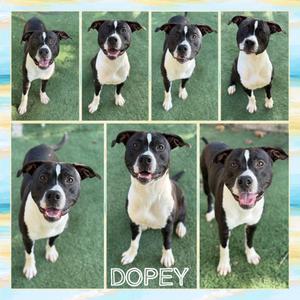 Dopey, Terrier, American Pit Bull, adult, available for adoption