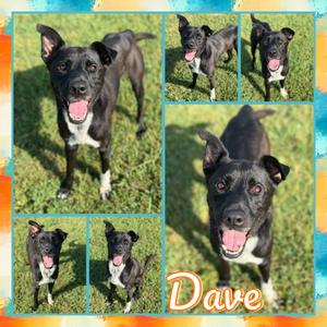Dave, Retriever, Labrador, adult, available for adoption