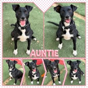 Auntie, Terrier, Rat, senior, available for adoption