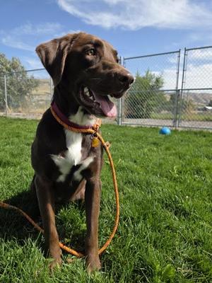 Maddie 46073, Labrador Retriever, young, available for adoption