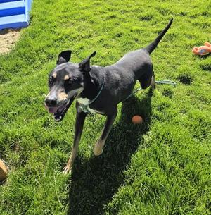 Tucker  46554, Labrador Retriever / Doberman Pinscher, adult, available for adoption