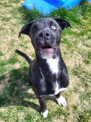 Benny  46042, Labrador Retriever, young, available for adoption