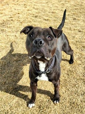 Loki 45700, Pit Bull Terrier, adult, available for adoption