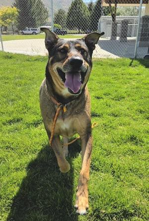 Jax 46553, Labrador Retriever / German Shepherd Dog, adult, available for adoption
