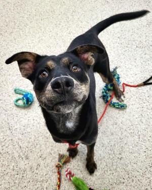 Colt 45576, Dutch Shepherd, adult, available for adoption
