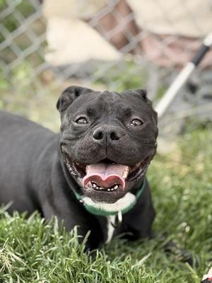 Graig  46147, Boston Terrier / Staffordshire Bull Terrier, adult, available for adoption