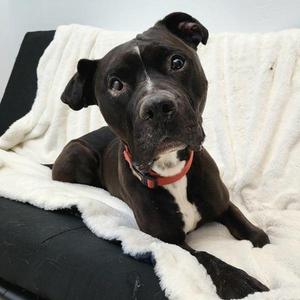 Harry Potter 20323, Pit Bull Terrier, senior, available for adoption