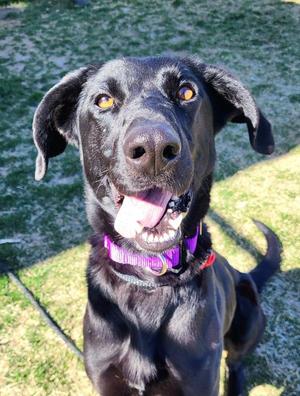 Pepper 45873, German Shepherd Dog / Labrador Retriever, adult, available for adoption