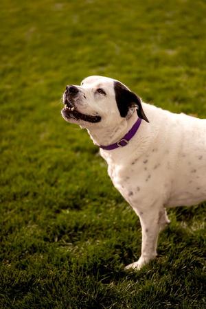 Izzy 21268, American Bulldog, senior, available for adoption