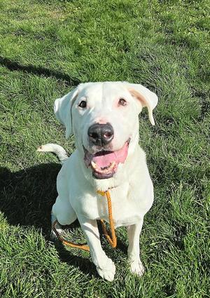 Max 36993, Labrador Retriever, adult, available for adoption