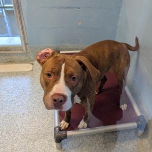 Brownie, Pit Bull Terrier, young, available for adoption