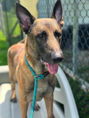 Ken, Belgian Shepherd / Malinois, adult, available for adoption