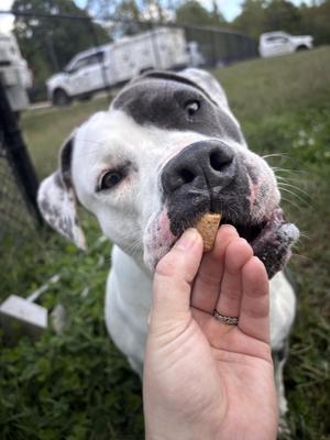 Nova, American Bully, adult, available for adoption