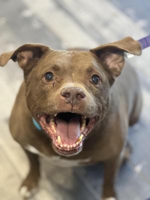 Meatball, Pit Bull Terrier, adult, available for adoption