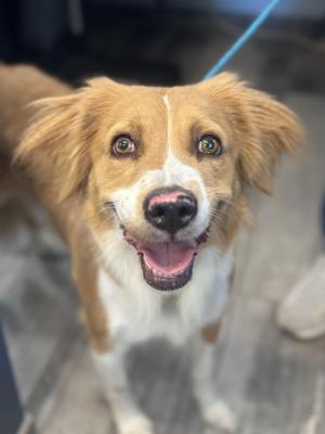 Flora, Border Collie, adult, available for adoption