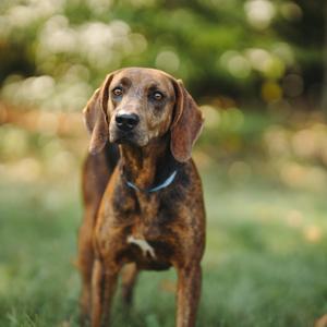 A brown and black brindle dog with floppy ears standing in a grassy area, wearing a blue collar.