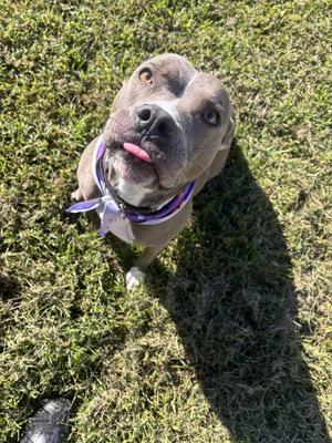 GOJI, American Staffordshire Terrier, adult, available for adoption