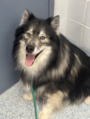 Anubis, Husky, senior, available for adoption