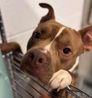 friendly, Pit Bull Terrier, young, available for adoption