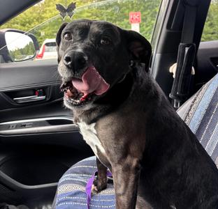 Reese, Labrador Retriever, adult, available for adoption