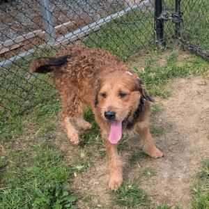 A brown, shaggy dog with a pink tongue sticking out, standing on grass in front of a chain-link fence.