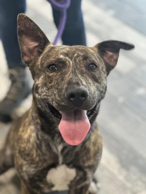 Nano, Jindo, adult, available for adoption