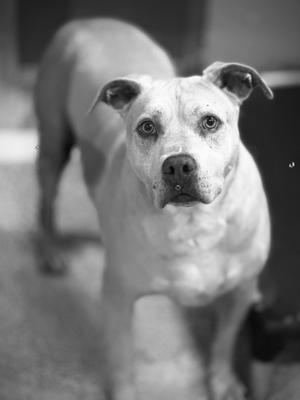Harley - NEW PICS, Pit Bull Terrier, adult, available for adoption