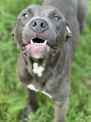 Adrian, Pit Bull Terrier, young, available for adoption