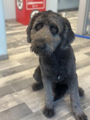 Blue, Poodle, young, available for adoption