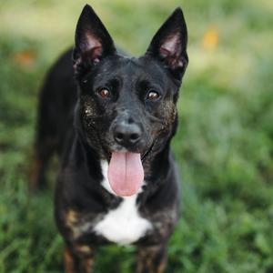 Baby Yoda, Pit Bull Terrier, adult, available for adoption