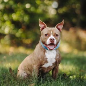 Bruno, American Bully, adult, available for adoption