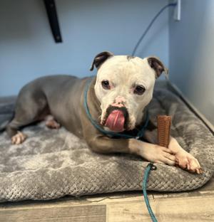 Rocky, Pit Bull Terrier, adult, available for adoption
