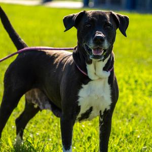 Piper, Terrier, senior, available for adoption