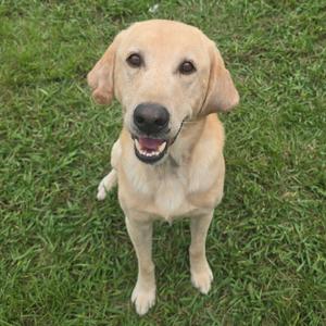 A golden retriever dog standing on grass, looking up at the camera with its mouth open and tongue out.