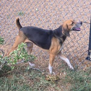 A brown and black dog with a long snout is walking on a grassy area near a chain-link fence. The dog has a muscular build and is looking to the right with its mouth open, showing its teeth. The background includes some greenery and a gravel surface.