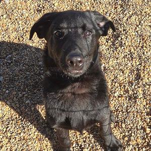 Shadow Harmon, Retriever, Black Labrador, adult, available for adoption
