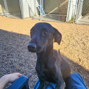 Sierra, Pointer, German Shorthaired, adult, available for adoption