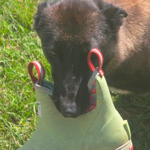 Wicked, Malinois, Belgian, adult, available for adoption