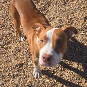 Gomez, Terrier, American Pit Bull, adult, available for adoption
