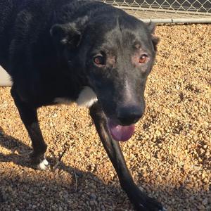 Sox, Retriever, Black Labrador, adult, available for adoption