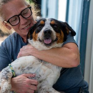Oscar, American Blue Heeler, adult, available for adoption