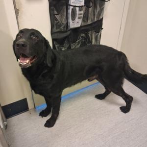 Shadow, Retriever, Black Labrador, senior, available for adoption