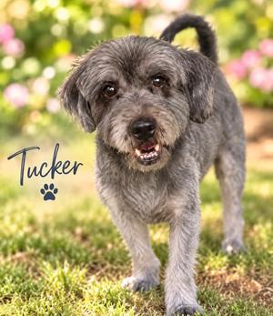 Tucker, Schnauzer (Miniature), adult, available for adoption