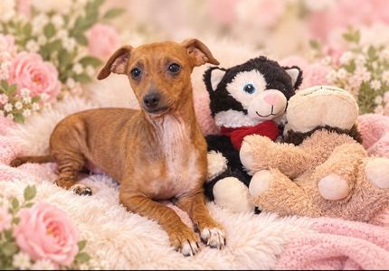 Laney, Chihuahua, adult, available for adoption