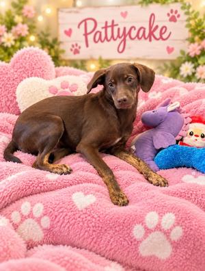 Pattycake, Labrador Retriever, young, available for adoption