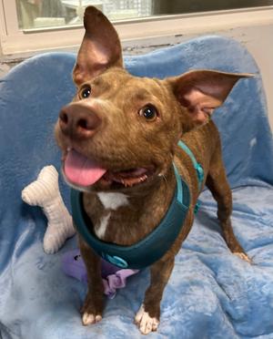 Lollipop, American Staffordshire Terrier, adult, available for adoption
