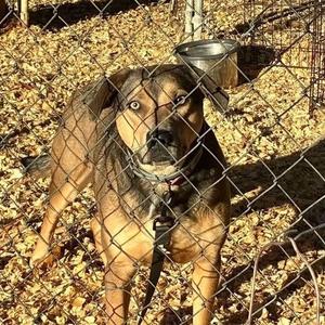 MARTIN, Pit Bull Terrier, adult, available for adoption