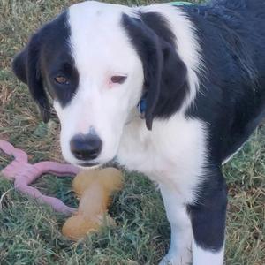 SNOOPY, Mixed Breed, young, available for adoption