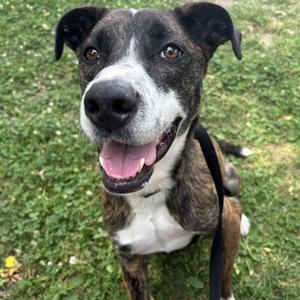 Sergio, Mixed Breed, adult, available for adoption