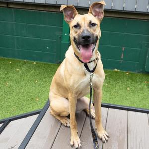 Crimson, Mixed Breed, young, available for adoption